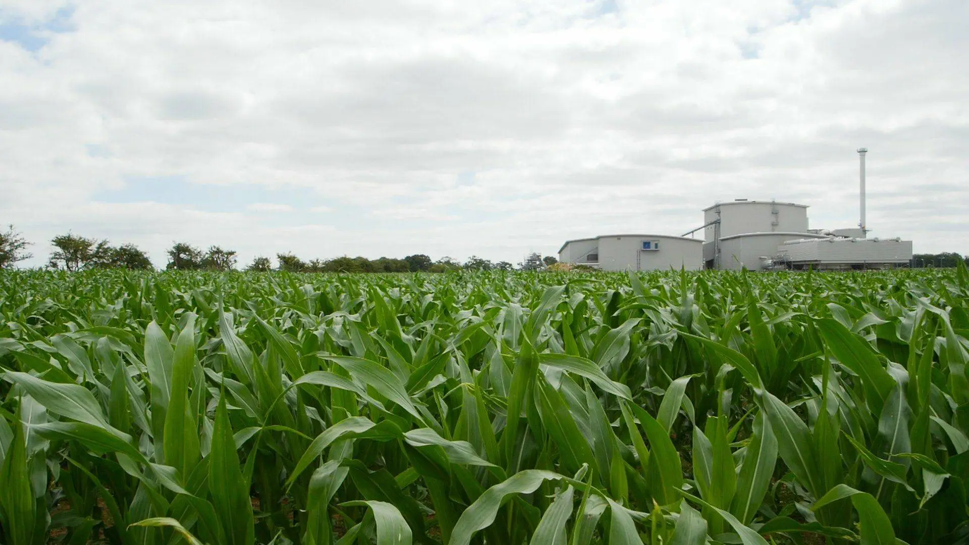 PlantGrow All Purpose Peat Free Compost - 900L Bulk Bag 3 PlantGrow All Purpose Peat Free Compost - 900L Bulk Bag - Image 3