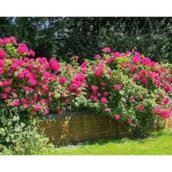 3 Tray Deluxe Tiger Rainbow Wormery Dark Cobalt Blue -Garden Hearth flas 2 25 jpg