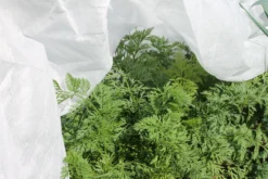 Gardening Naturally 30g Fleece Protection 2 X 5m - Plant Winter Fleece