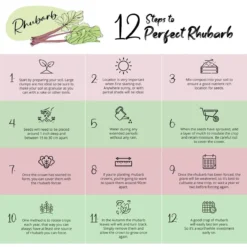 Rhubarb Forcer - Antique Terracotta Effect -Garden Hearth rhubar 2 jpg