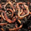 Tiger Worms For Wormery