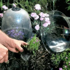 Haxnicks Baby Victorian Bell Cloche (Pack Of 3)