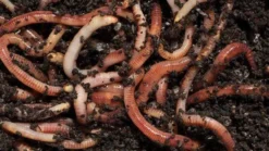 3 Tray Standard Tiger Wormery Terracotta -Garden Hearth worms 620x350 4 jpg